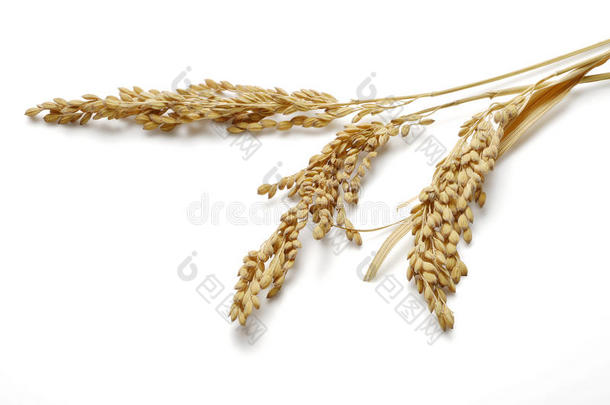 耳朵成熟的大米分离在白色