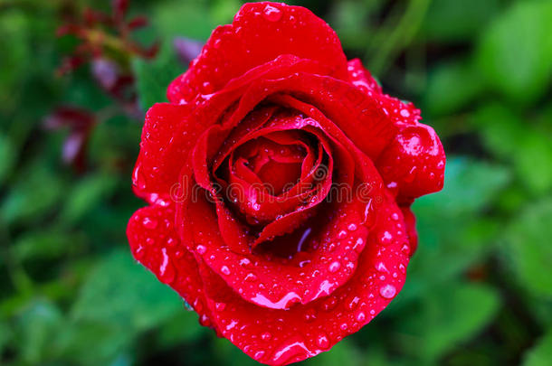 花园里<strong>盛开</strong>的<strong>红玫瑰</strong>，顶景。