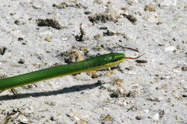 佛罗里达粗糙的绿色蛇(OpheodrysAestivus)