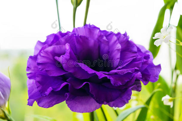 娇嫩的紫色花朵（石竹）