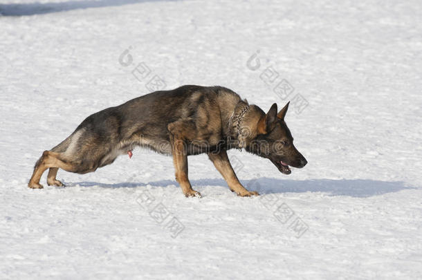 德国牧羊犬和阿波特<strong>一起跑</strong>