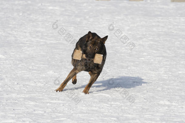 德国牧羊犬和阿波特<strong>一起跑</strong>