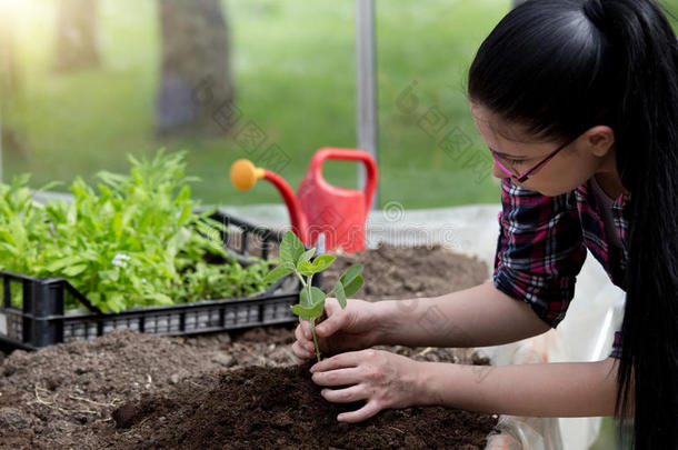 农民女孩移植草药