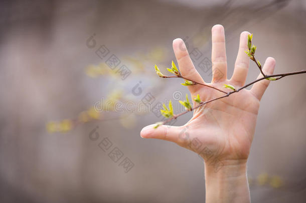 一只手和一棵新的春天的树在森林叶子。 春天的背景。