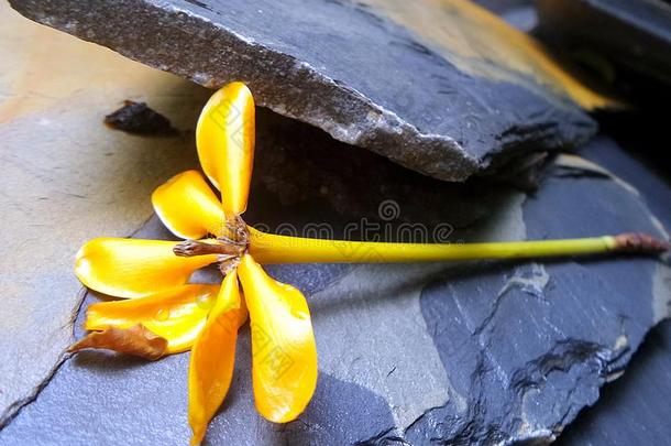 落在岩石地板上盛开的芬芳的金色栀子花