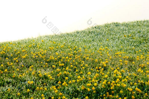 清晨在草地上的露水和黄色的小小花上