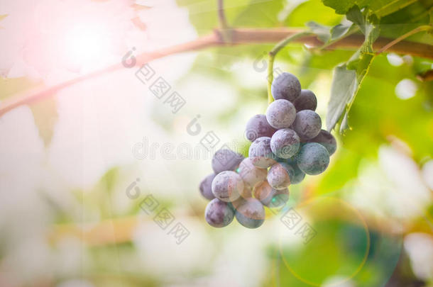 葡萄新鲜在葡萄园，一串红葡萄在葡萄藤上机智