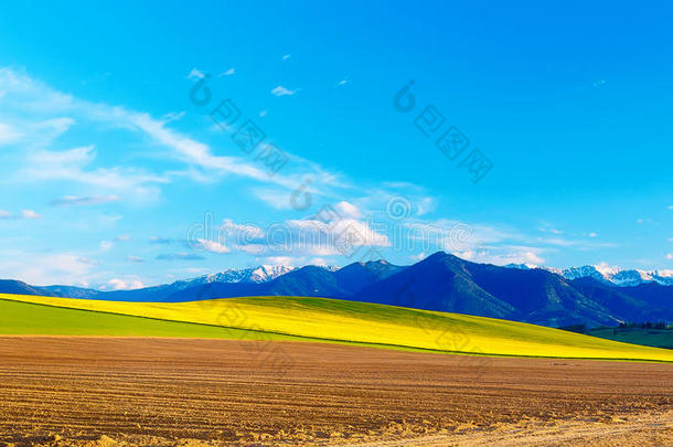 美丽的春天耕田，绿色和黄色的草地。 背景中的山。