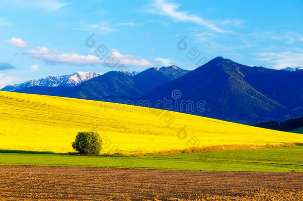 美丽的春天耕田，绿色和黄色的草地。 背景中的山。