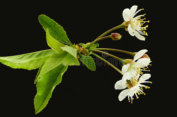 开花盛开<strong>蓬勃</strong>发展丰富多彩的植物区系