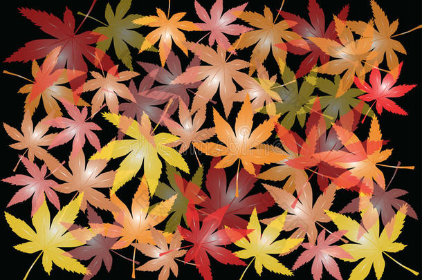 秋天的枫叶插图