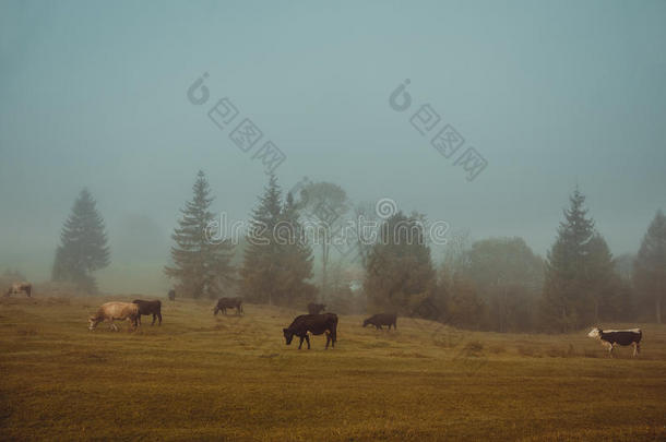 清晨雾蒙蒙的早晨，<strong>奶牛</strong>在<strong>牧场</strong>上吃草。