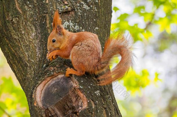 可爱的红松鼠<strong>坐在树上</strong>吃核桃