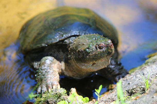 一只绿色的海龟从水里出来