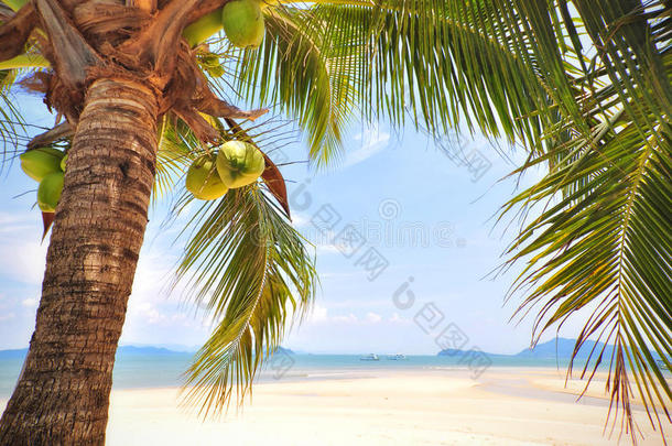 椰子棕榈树与椰子水果在热带海滩背景