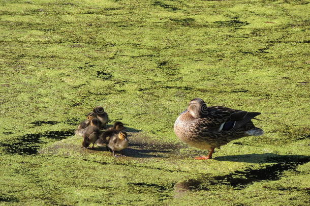 家里的鸭子和小鸭子在池塘上