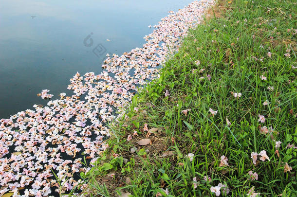 池塘里落下玫瑰色的<strong>喇叭花</strong>