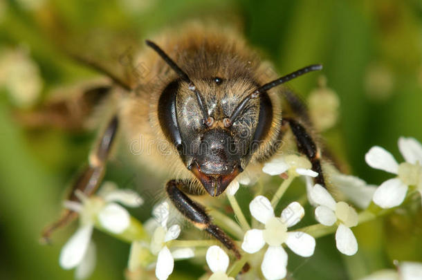 原料药蜜蜂英国的复合细节