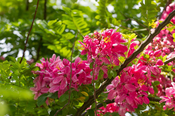 决明草（<strong>苹果花</strong>树，粉红色和白色淋浴树）