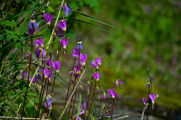 东方流星紫色花卉植物