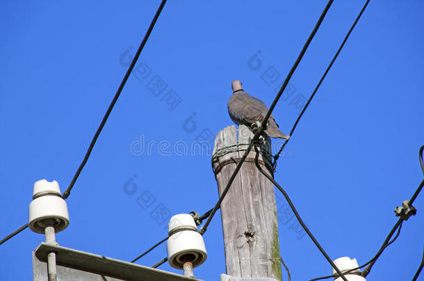 关闭栖息在电网极上的鸽子