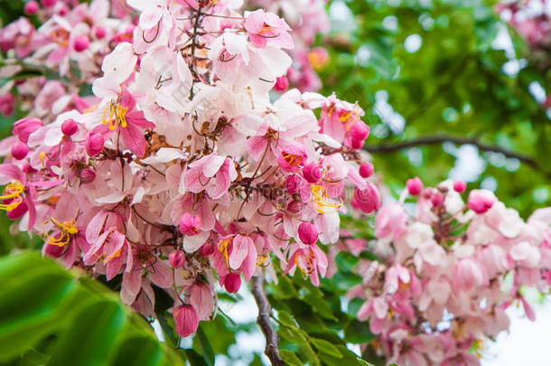 一种花或一团花在树上或灌木丛上的一束新鲜的粉红色牡丹