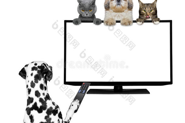 狗和猫在看电视