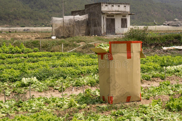 达拉特，兰东，越南，2016年4月19日：农<strong>民用</strong>纸箱收割生菜