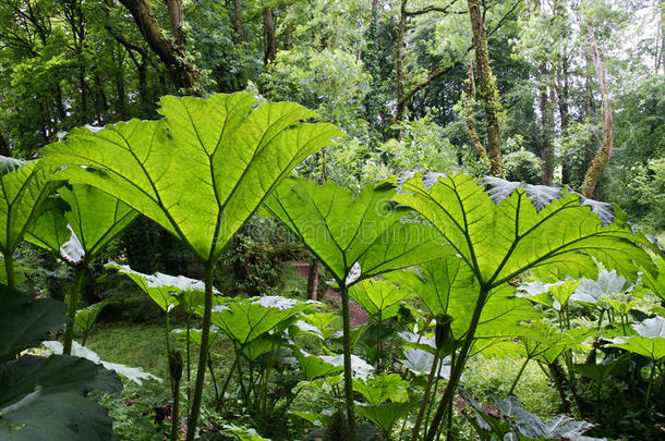 巨大的<strong>炮</strong>纳植物