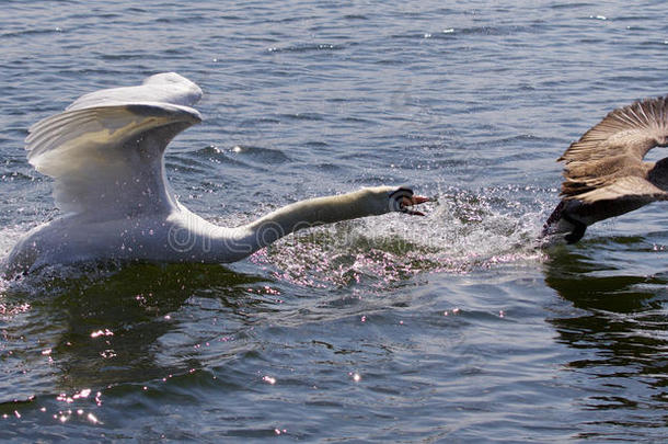 愤怒的天鹅攻击加拿大鹅的惊人形象
