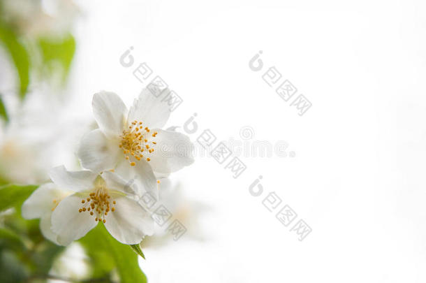 白色背景上茉莉花的花朵