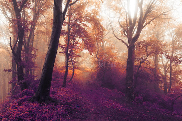 梦幻般的童话雾森林