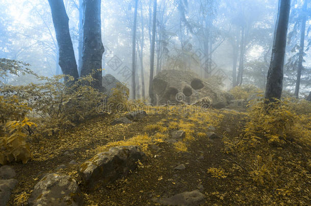 童话般的小径进入一片雾蒙蒙的森林