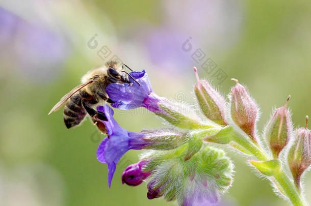 在阳光明媚的日子里，蜜蜂在<strong>紫色</strong>的<strong>花朵</strong>上工作。