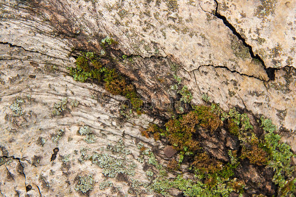 树皮以苔藓和真菌为背景纹理