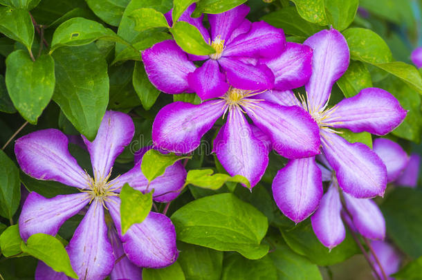 克里马蒂斯。 绿色背景上美丽的铁线莲<strong>紫色花朵</strong>。 <strong>紫色</strong>铁线莲花。铁线莲花。