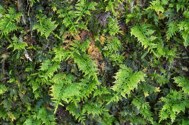 蕨类植物绿色成长生活金属氧化物半导体