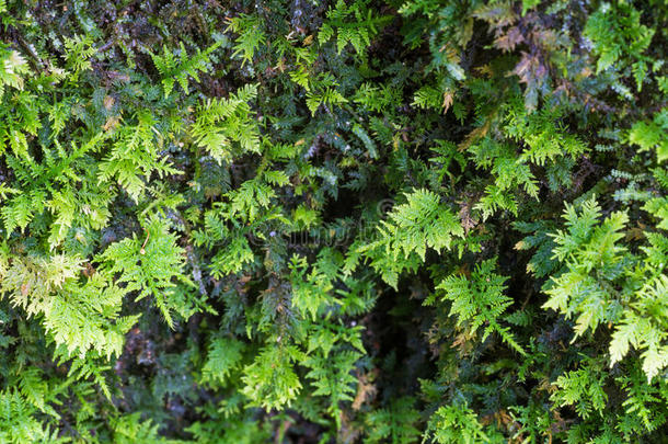 蕨类植物绿色成长生活金属氧化物半导体
