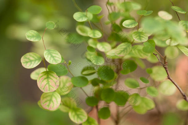 背景植物学的灌木树叶花园