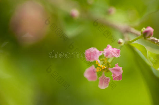 泰国开花的樱桃树。 樱桃樱花树