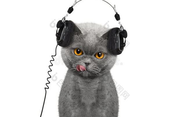 猫听音乐欣赏它