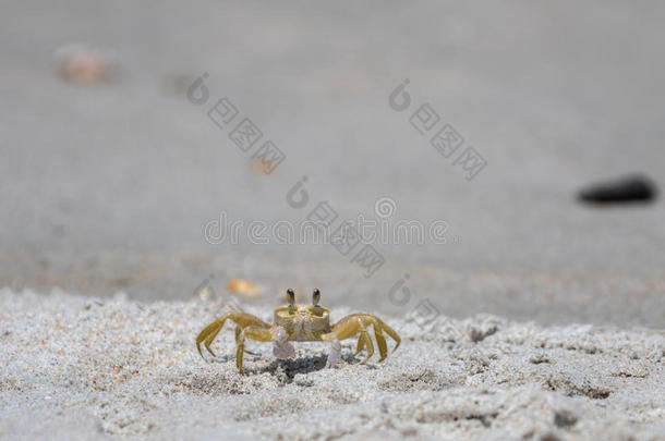 大西洋鬼蟹，Playalinda海滩，<strong>梅里特岛</strong>，佛罗<strong>里</strong>达州