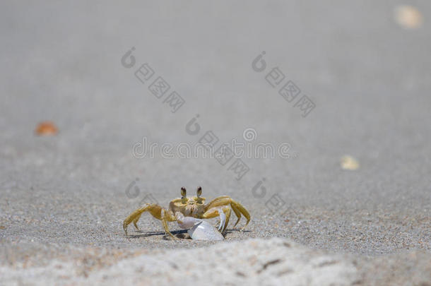 大西洋鬼蟹，Playalinda海滩，梅里特岛，佛罗里达州