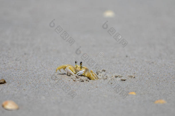 大西洋鬼蟹，Playalinda海滩，梅里特岛，佛罗里达州