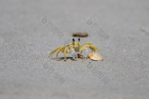 大西洋鬼蟹，Playalinda海滩，<strong>梅里特岛</strong>，佛罗<strong>里</strong>达州