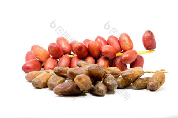 干燥日期棕榈果实和新鲜红枣棕榈果实在白色背景