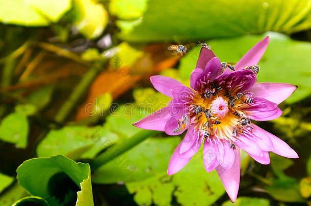 特写和模糊背景蜜蜂飞行和蜜蜂收集花粉在五颜六色盛开的紫色睡莲深处的景色