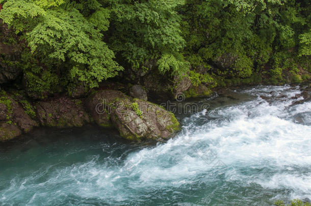 大雅森林绿色日本风景