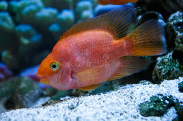 水族馆鱼红色鹦鹉简介