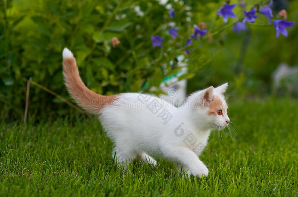 一只可爱的白色和橙色小猫在草地上爬行